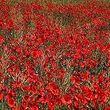 Flower Seeds 10,000 Seeds Papaver rhoeas Red Common Field Poppy Meadow Wild Flower Seed Seeds by Pretty Wild Seeds BN Pictorial Seed Packets Fresh Seeds