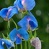 Indian Pea Azure Blue with Pink 20 Seeds + Plant tag + Freebie - Lathyrus sativus Vas azureus