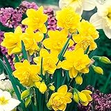 10 x Tall Daffodil Golden Ducat – Spring Flowering Bulbs - Large Double Blooms with Multiple Layers – Eye Catching & Sweetly Fragrant – Perennial – for Your Beautiful Garden