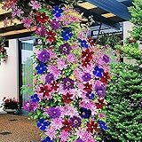GardenersDream Clematis Rainbow Plants - 4 x Mixed Colour Flowering Shrubs - Vibrant Climbing Flower Plant for Walls, Fences - Outdoor Garden Ready Clematis Plants (Inc. 9cm Pot)