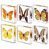 KSVMOAG 6 Pcs Real Butterfly Resin Specimen,Insect in Resin Collection,Butterfly Paperweight Assortment Framed Butterfly Taxidermy Display Science for Preschool,Classroom Science and Home Displays