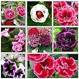 Mix: 120 pezzi di issimi Fiori semi di Gloxinia, Sinningia Gloxinia semi di Fiori da giardino, piante perenni piante in Vaso