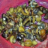 CWP 10x DAMAGED SHELLS ZEBRA THORN NERITE SNAIL CLITHON DIADEMA ALGAE EATER AQUARIUM