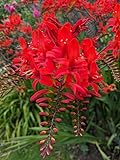 Crocosmia x 'Lucifer' - Montbretia X 40 Seeds Cottage Garden Plant