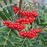 Plant Theory 1.5m - 1.8m Olympic Flame Rowan Tree Sorbus Ulleungensis 12L Pot