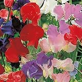 Suttons Sweet Pea Seeds Old Fashioned Scented Mix Flower Seeds, Approx. 30 Seeds per Pack, Grow Your own Fragrant Sweet Pea Plants from Seed, Ideal for Beds and Borders, Greenhouses