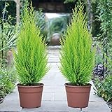 Italian Cypress Wilma Conifer Tree - 2 x Cupressus Plant in 10.5cm Pot, Ideal for Outdoor Gardens, Easy to Grow, Ideal for Borders & Containers by Thompson & Morgan