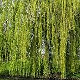 Golden Weeping Willow Hedging Hardy Tree Hedge Flowers Spring Flowering Garden Plants Grow Your Own Hedge 1 x Bare Root Golden Weeping Willow Hedging by Thompson and Morgan