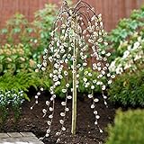 Salix Caprea Pendula 'Kilmarnock' Tree | Weeping Pussy Willow Trees for Small Gardens, Patios & Borders | Lollipop Potted Ornamental Garden Plant (2ft - 3ft)
