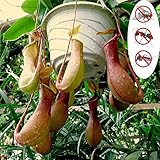 Benoon Semi Di Nepenthes, 1 Borsa Semi Di Nepenthes Semi Di Piante Perenni Naturali Produttivi Per Giardino Semi di Nepenthes