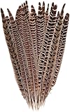 10 Pcs Long Pheasant Tail Feathers Natural Pheasant Feathers Floral Arrangement Feathers Feather Wedding Centerpiece Home Party Decorations Craft Supplies