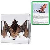 KSVMOAG Real Bat Specimens in Resin Taxidermy Bat for Science Classroom Biology Education Animal Skull Display Unique Gift for Taxidermy Lovers Oddities Collectors (75 * 75 * 20mm)