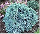 GrowOn Shrubs [2 Litre] Dwarf Conifer Juniperus Squamata 'Blue Star' | Evergreen Shrub | Outdoor Garden Ready Plant