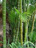 1 Pack of 10 SEEEDS Giant Moso Bamboo, Phyllostachys Edulis