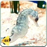 Relaxing Ocean Life Videos in 4K - A Serene Seahorse World with a Live Weather Clock