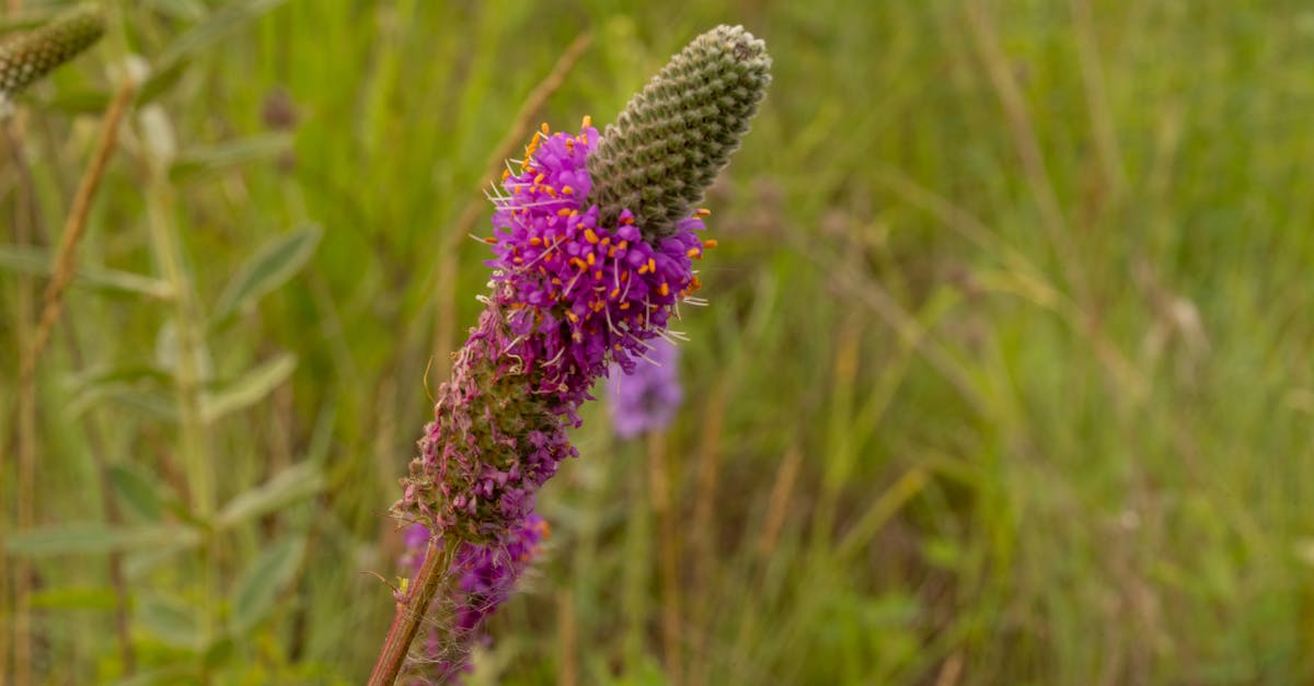 discover the timeless elegance of the prairie dress, featuring vintage-inspired floral patterns, puff sleeves, and a flattering silhouette perfect for any occasion.