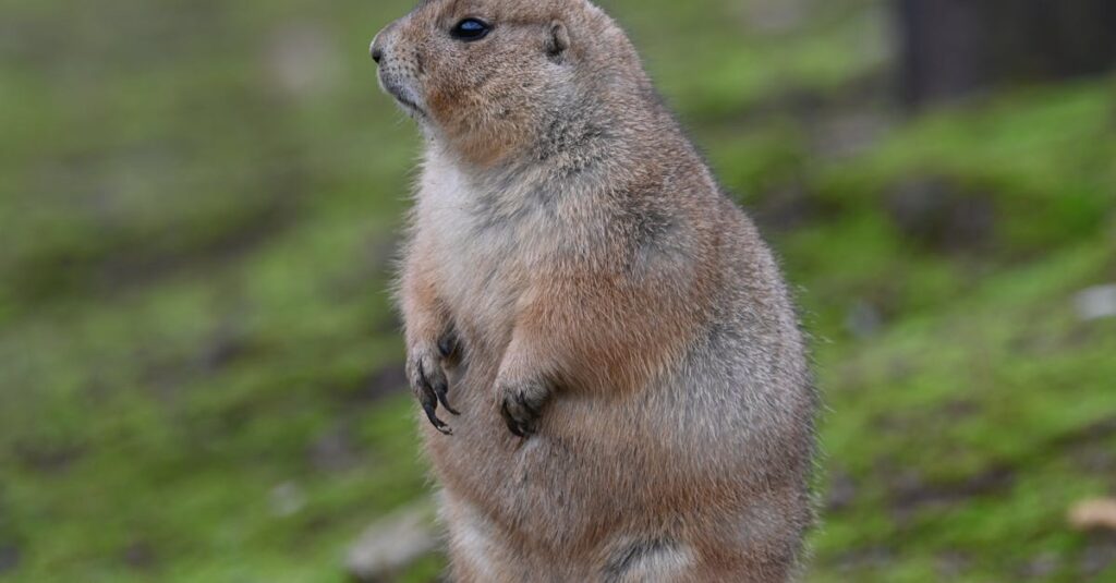 discover the elegance of the prairie dress – a timeless, flowy silhouette perfect for any season. embrace vintage-inspired fashion with delicate prints and feminine details.