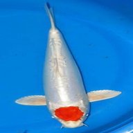 tancho koi for sale