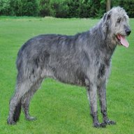 irish wolfhound for sale
