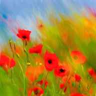 poppy painting for sale