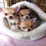 chihuahua pups for sale