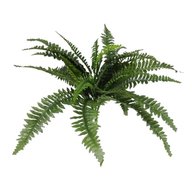 large fern for sale