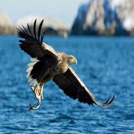 sea eagle for sale