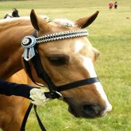 pony show bridle for sale