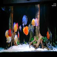 discus aquarium for sale