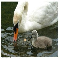 swan cygnet for sale