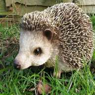 hedgehog garden ornament for sale