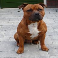 english staffordshire terrier for sale