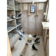 pigeon loft ebay for sale
