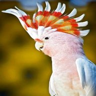 pink cockatoo for sale