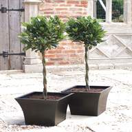pair bay trees for sale