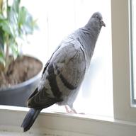 pigeon seat for sale