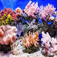 coral reef for sale