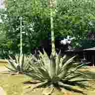 agave plants for sale