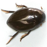 water beetles for sale