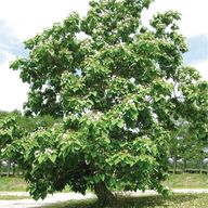 catalpa tree for sale
