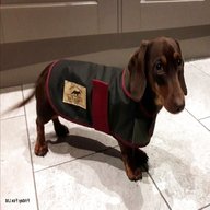 small dog coats for sale