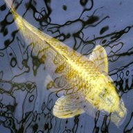 ghost carp for sale