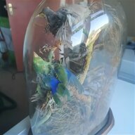 budgie taxidermy for sale