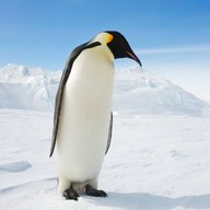 penguin for sale