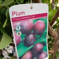 purple plum tree for sale