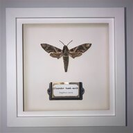 hawk moth for sale
