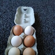 bantam eggs for sale