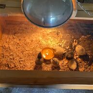 quail brooder for sale