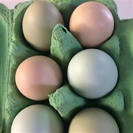 chocolate pekin hatching eggs for sale