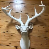 stag antlers for sale